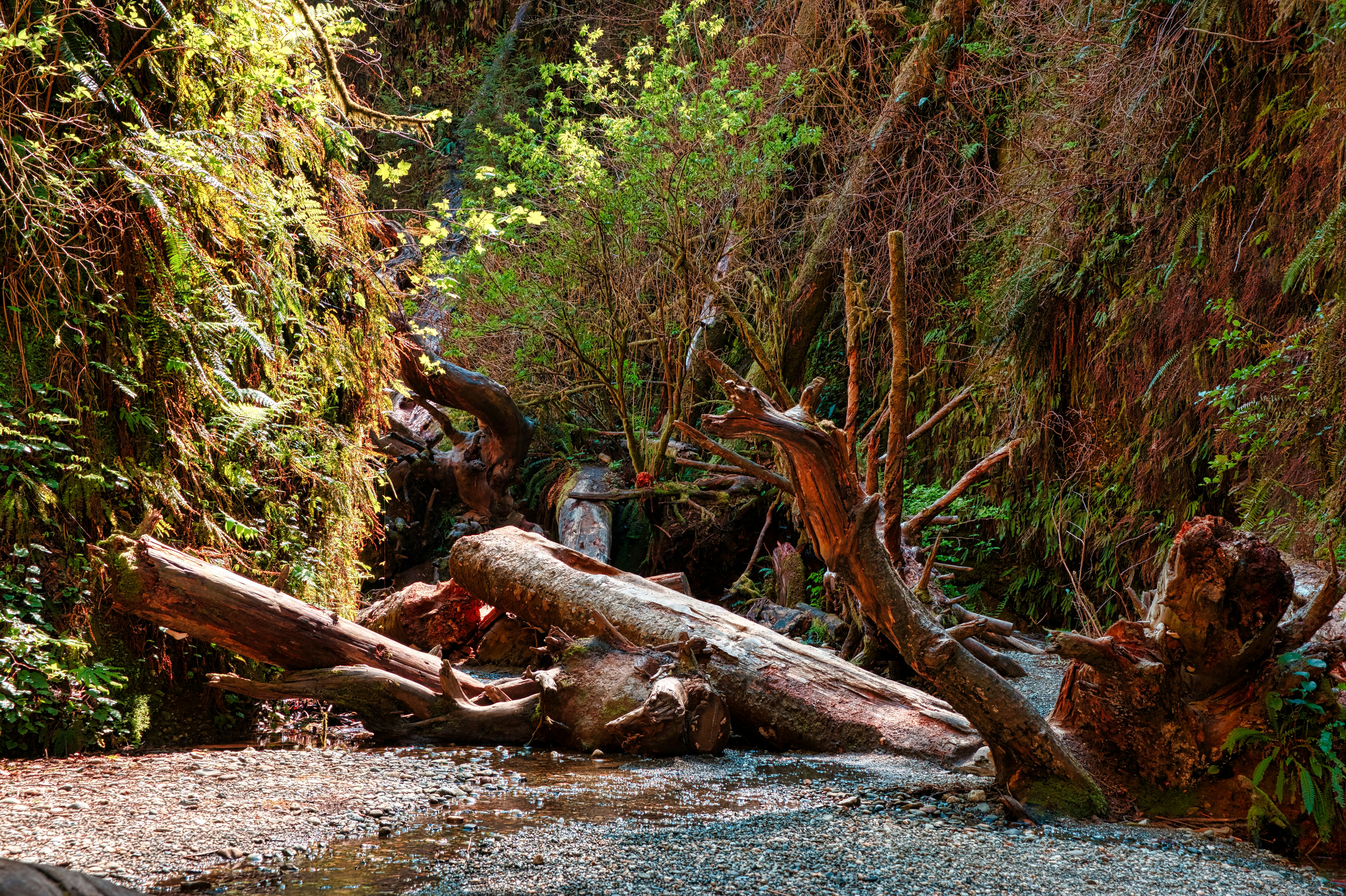 brown tree log on river